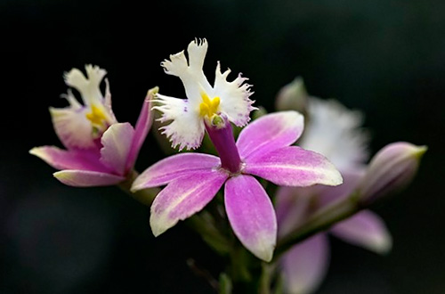 Photographing Orchids