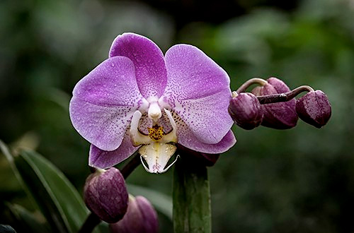 Photographing Orchids