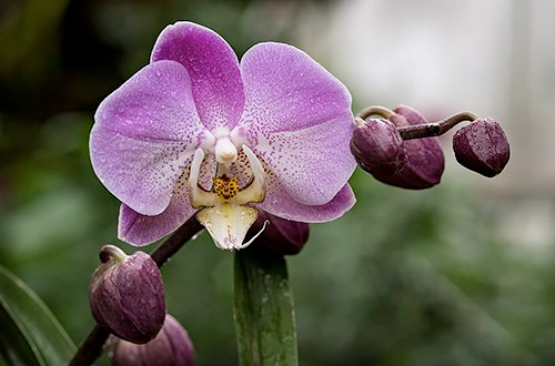 Photographing Orchids