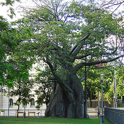 Adansonia digitata