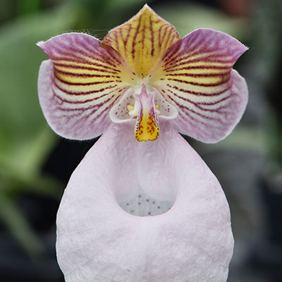 Paphiopedilum micranthum