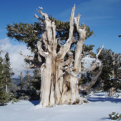 Great Basin bristlecone pine