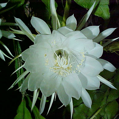 Epiphyllum oxypetalum