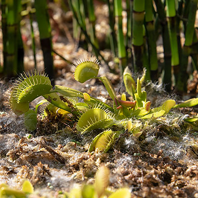 Dionaea muscipula