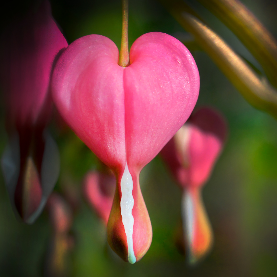 Plant Love Letters