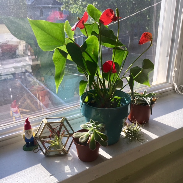 Flamingo flower (Anthurium andraeanum)