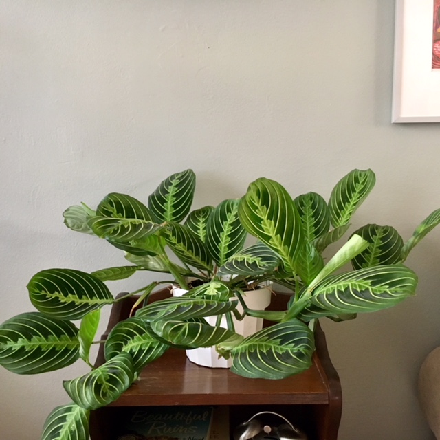 Prayer plant (Maranta leuconeura)