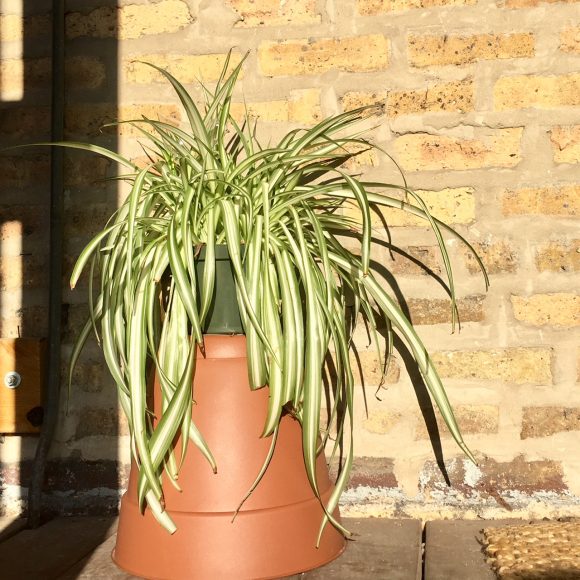 Spider plant (Chlorophytum comosum)