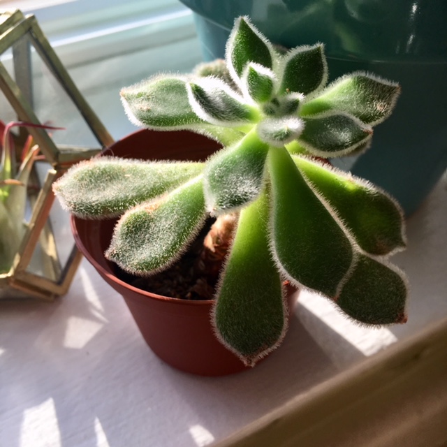 Mexican firecracker succulent (Echeveria setosa)