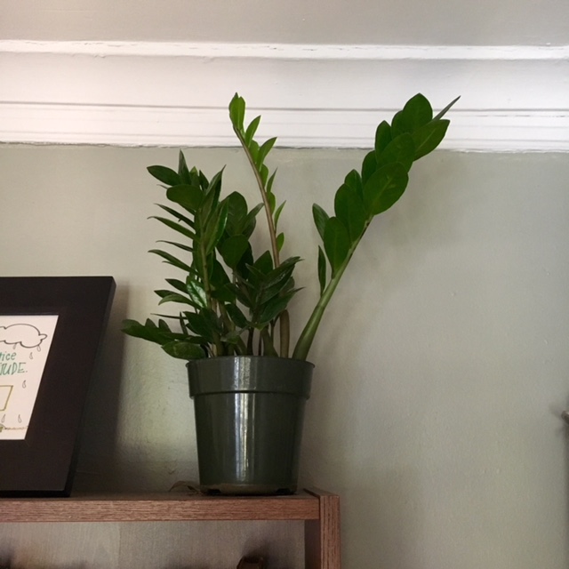 ZZ plant (Zamioculcas zamiifolia)