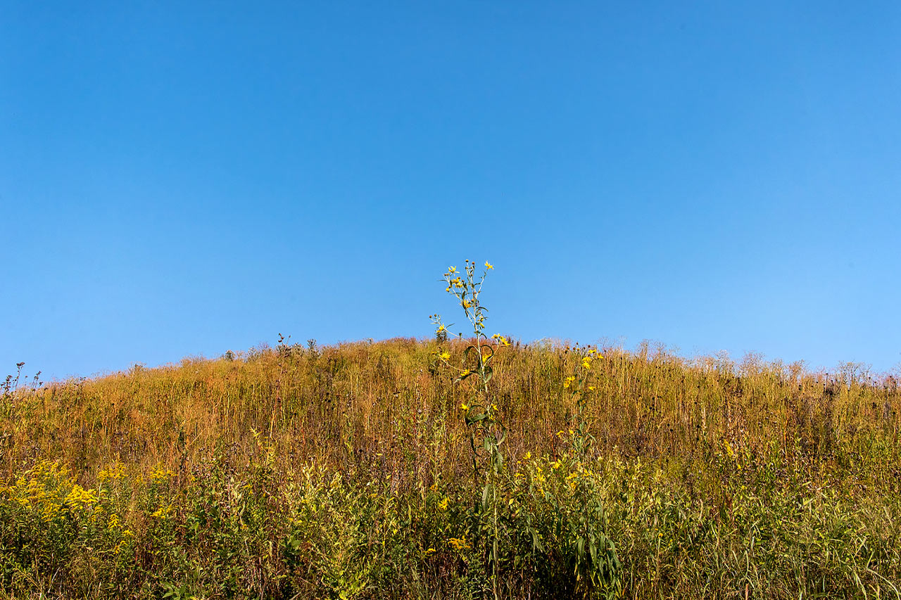 Prairie Splender - Fall