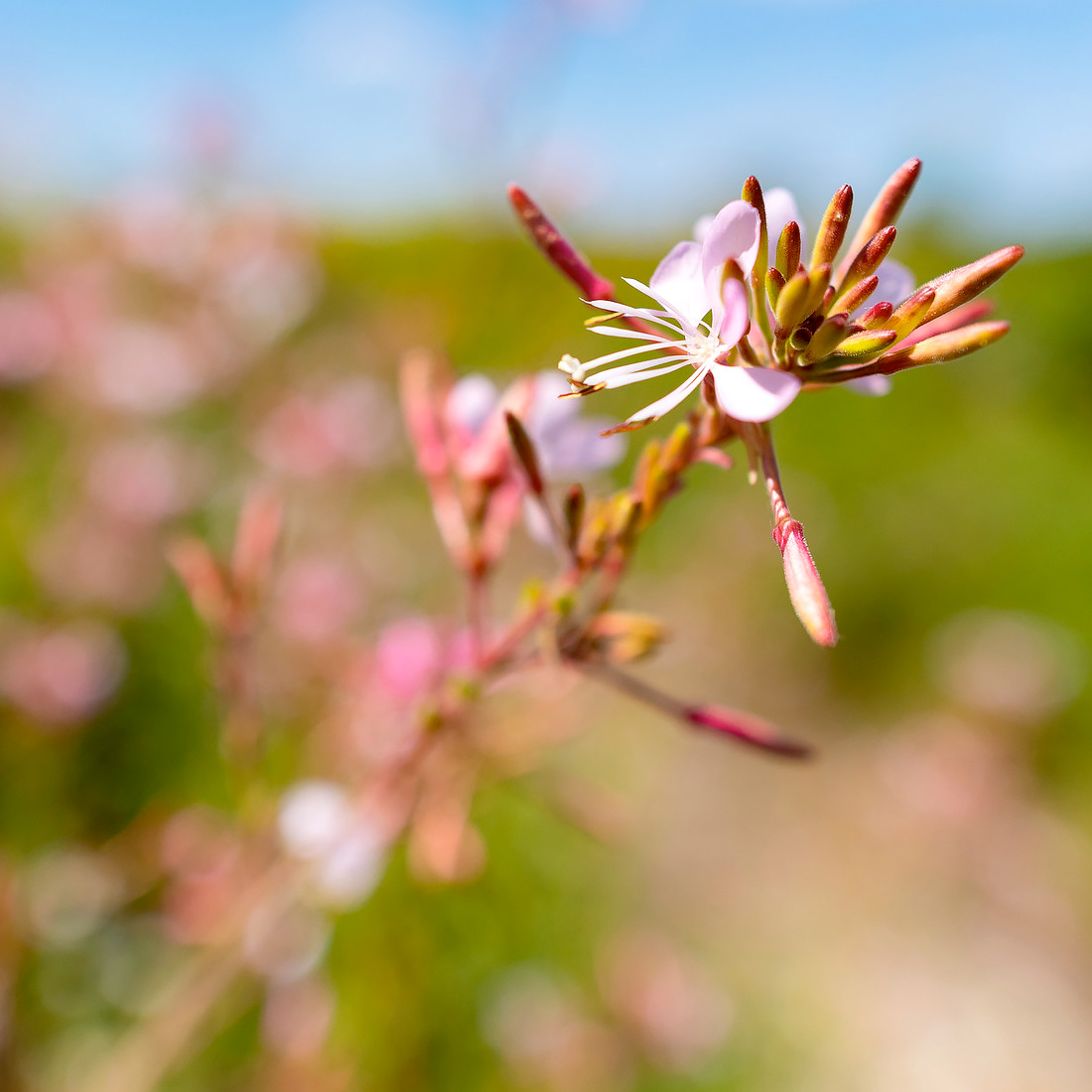 Prairie Splender