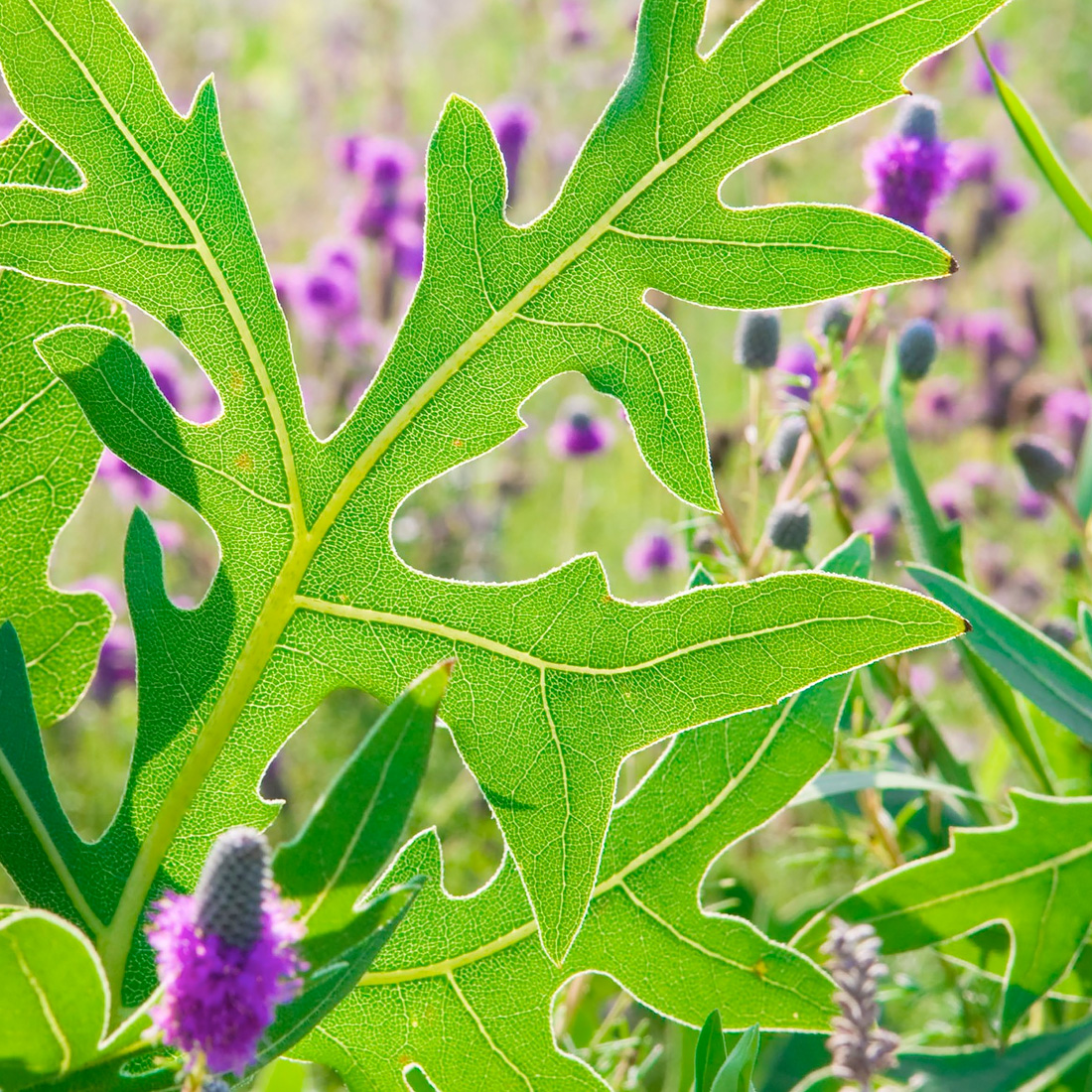 Prairie Splender