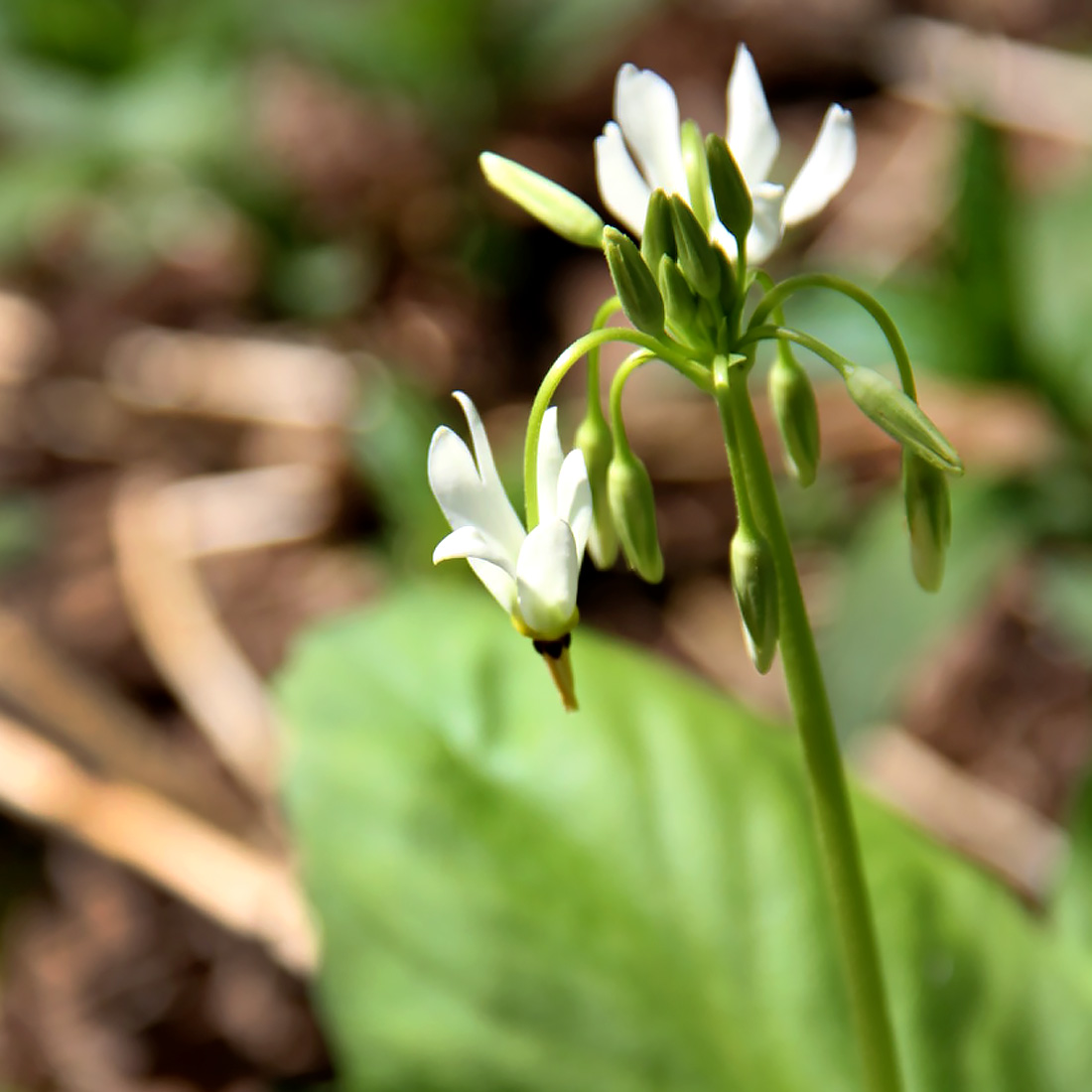 Prairie Splender