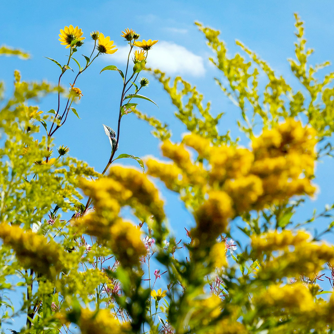 Prairie Splender