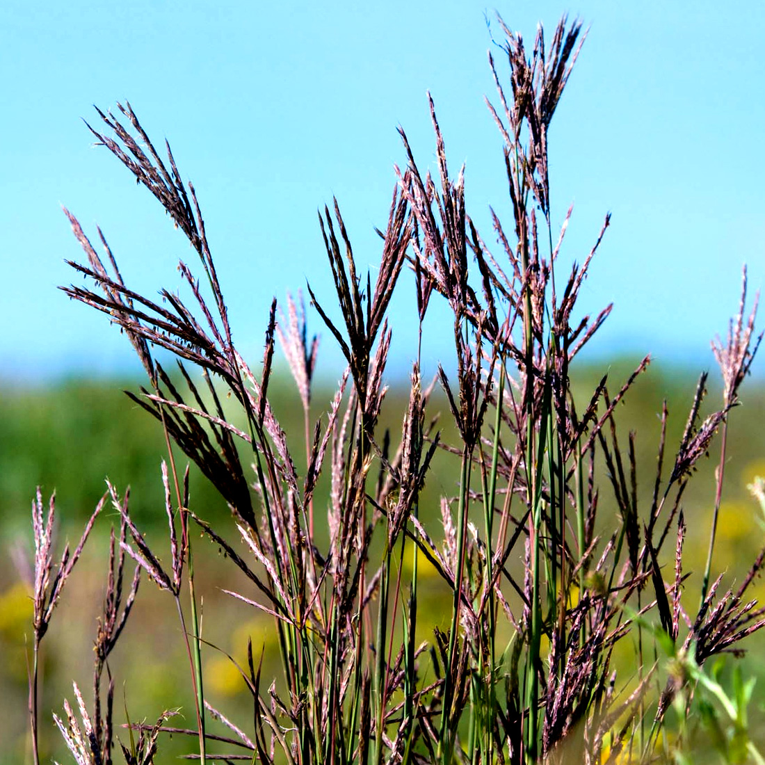 Prairie Splender