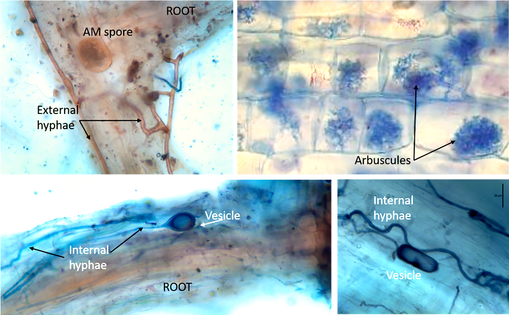 Cellular Structures