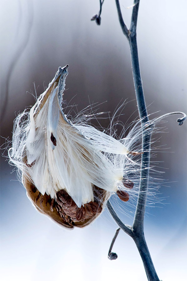 Winter Prairie - Milkweed
