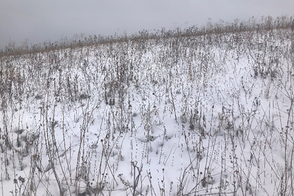 Winter Prairie