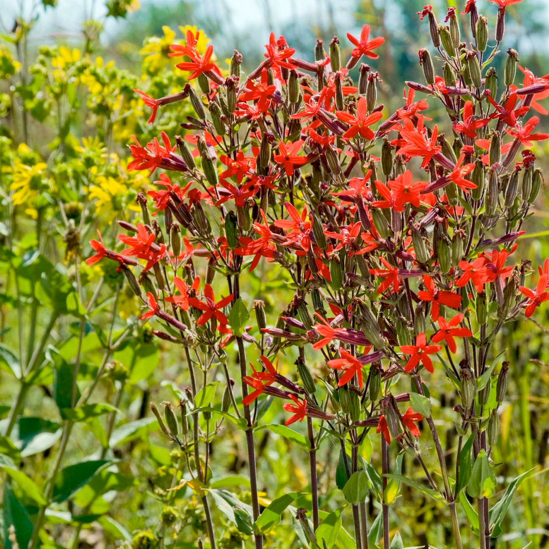 Prairie Splender