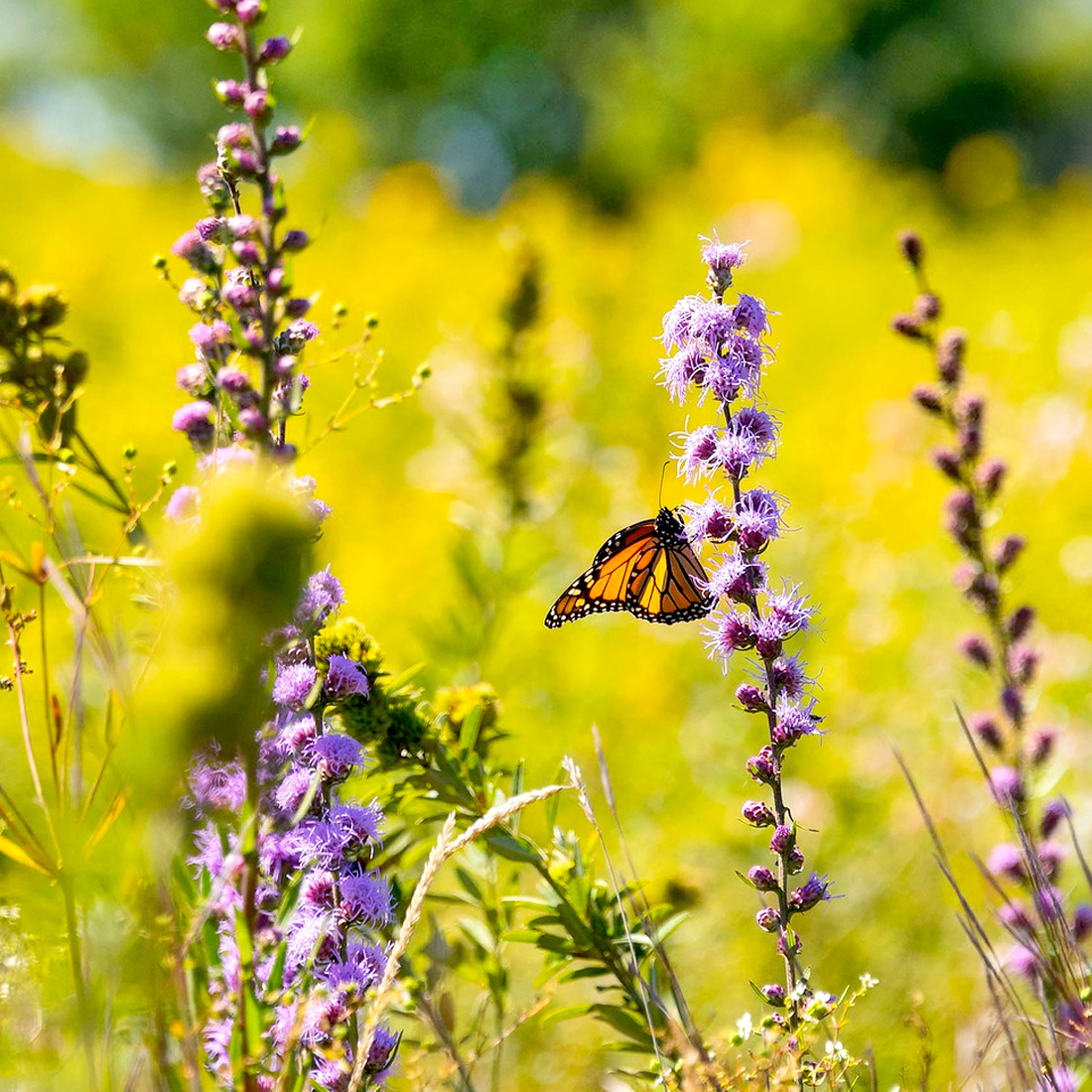 Prairie Splender