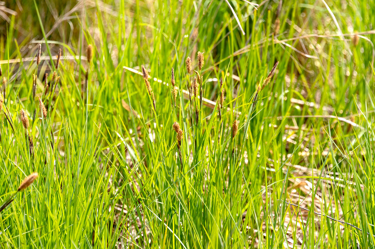 Prairie Splender - Spring