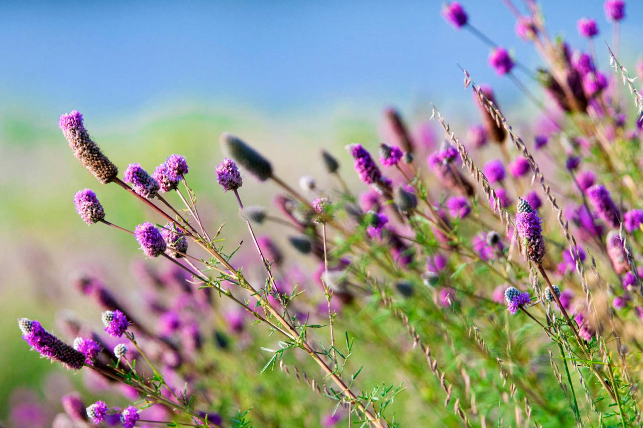 Prairie Splender - Summer