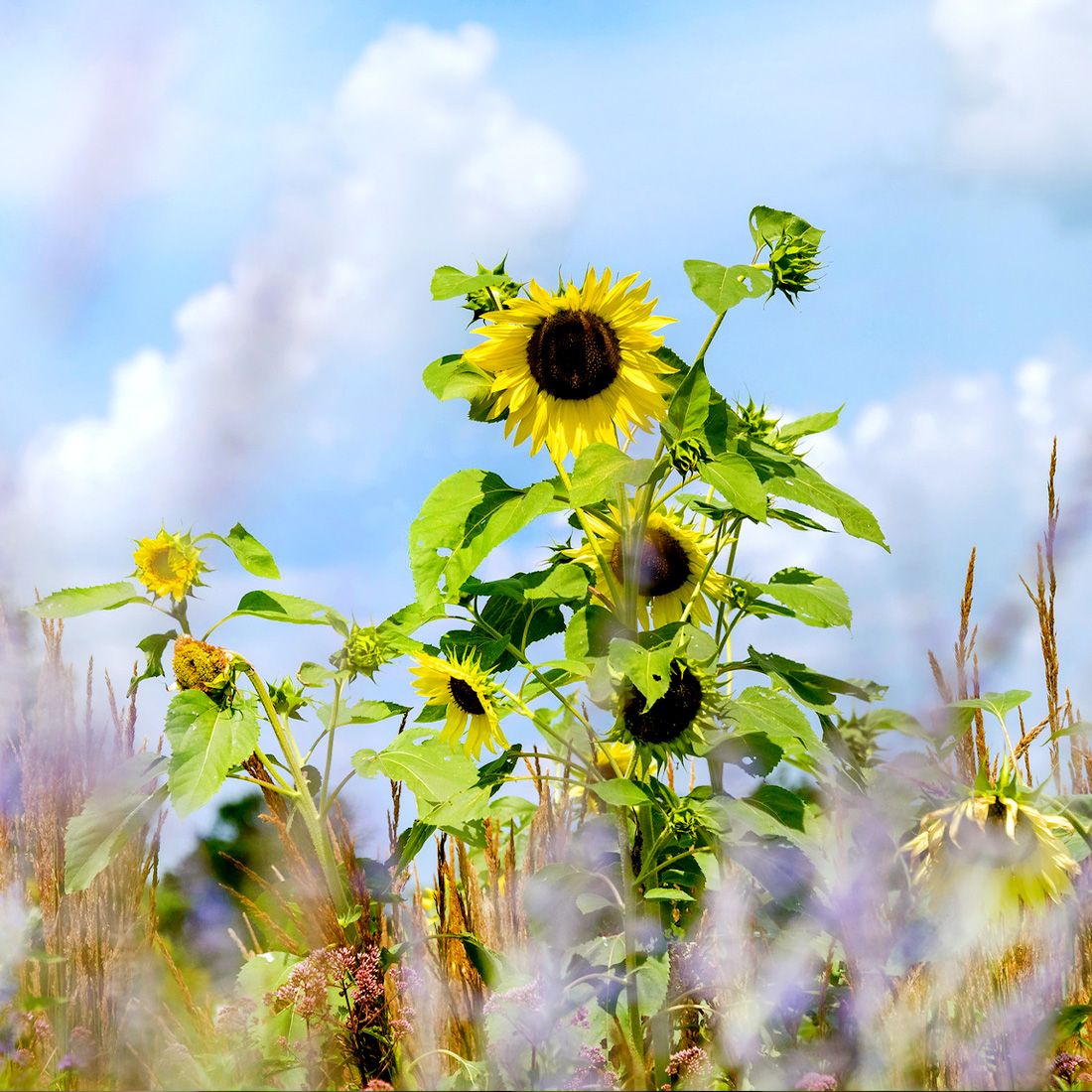 Prairie Splender