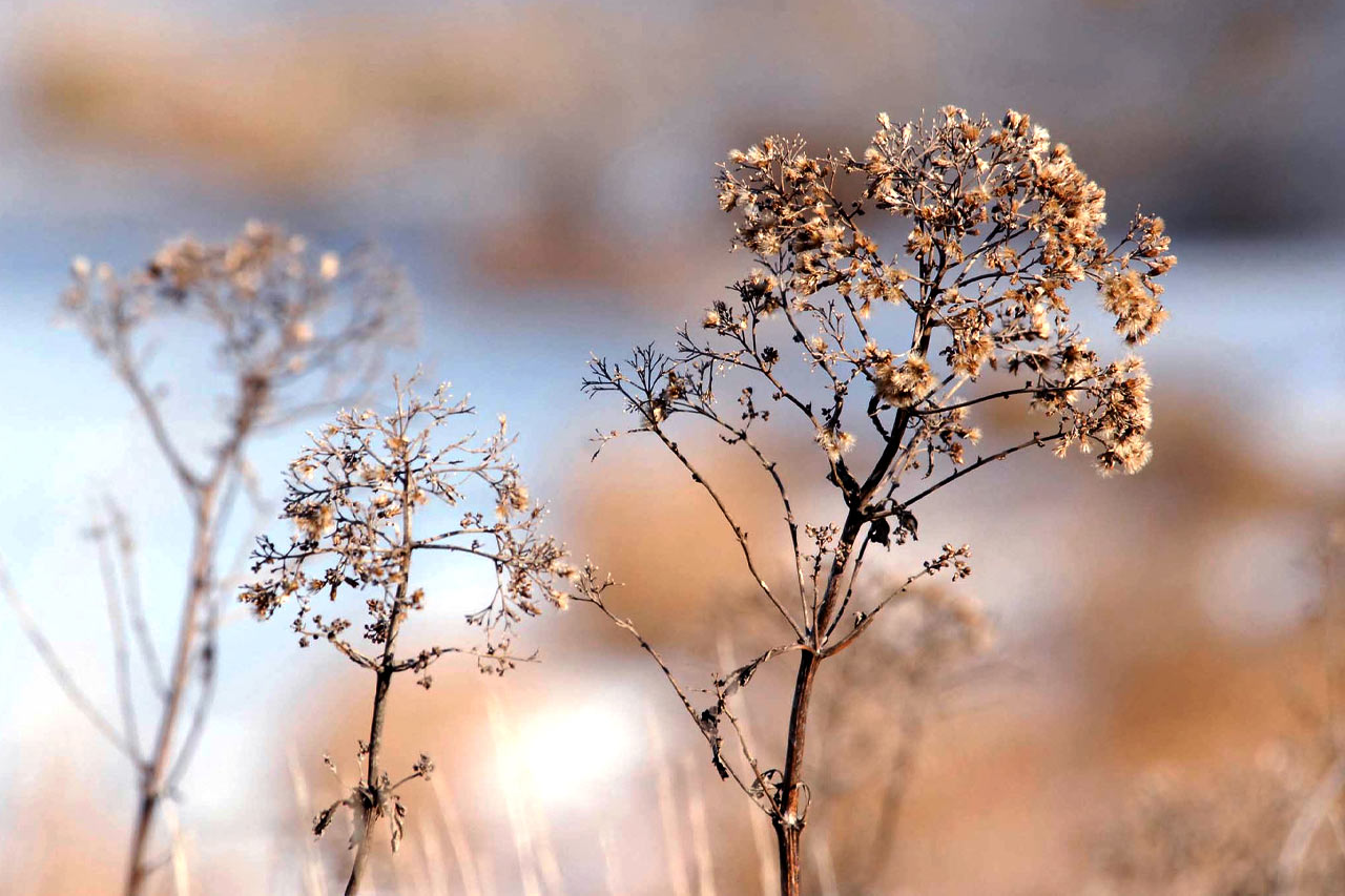 Prairie Splender - Winter
