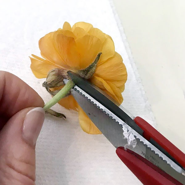 How to Press Flowers (Easiest way for beginners) - Chalking Up Success!
