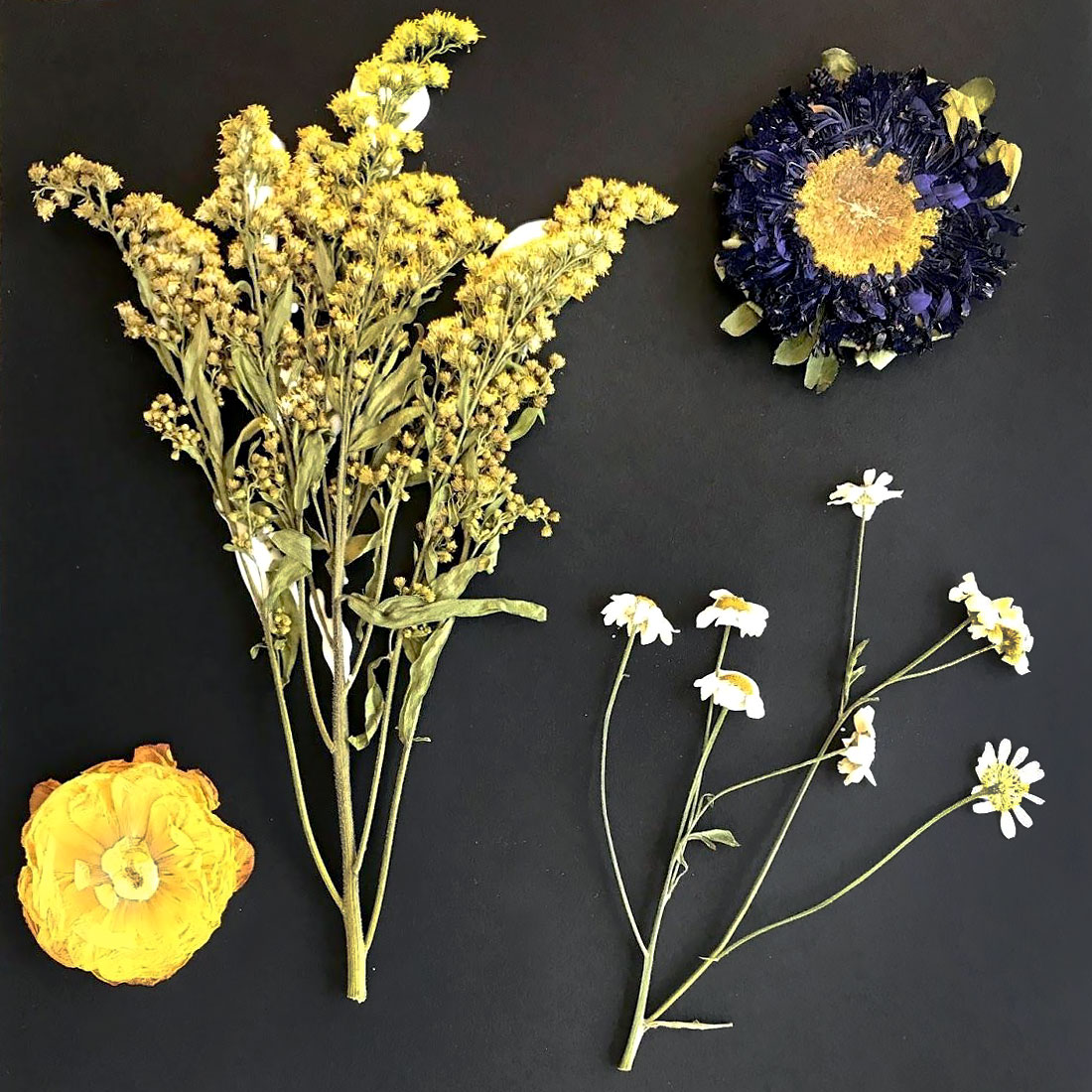 Pressed Flowers