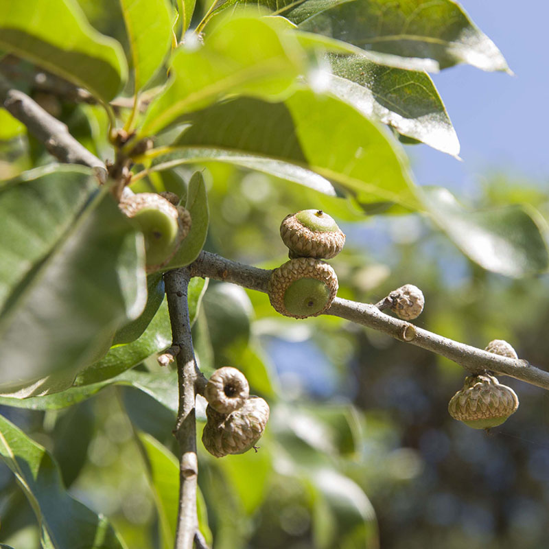 Quercus imbricaria