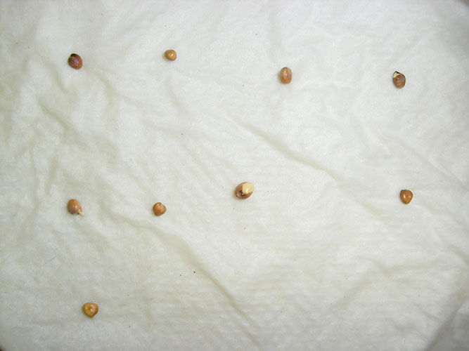 PHOTO: ten radish seeds on the wet paper towel overnight all show signs of germination, including swelling and the beginnings of tiny roots