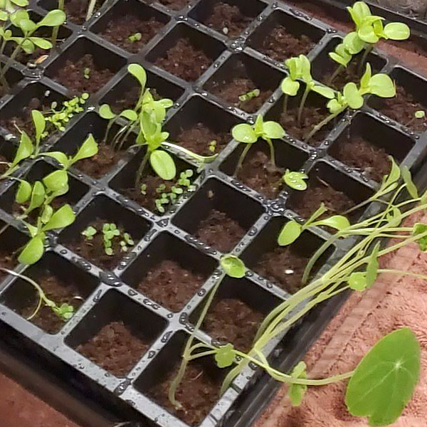 Rainbow Garden Seedlings