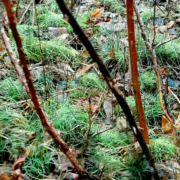 Nature Rainbow Scavenger Hunt