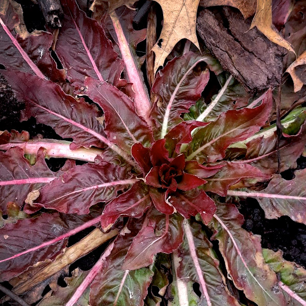 Nature Rainbow Scavenger Hunt