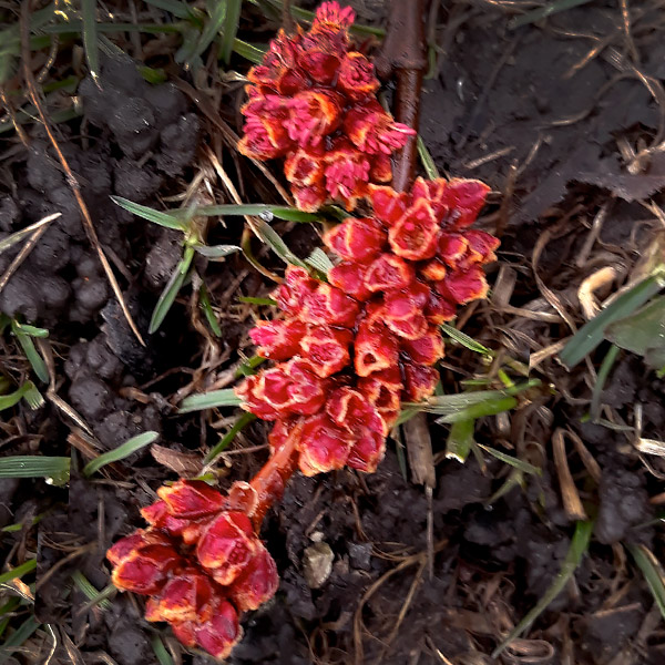 Nature Rainbow Scavenger Hunt