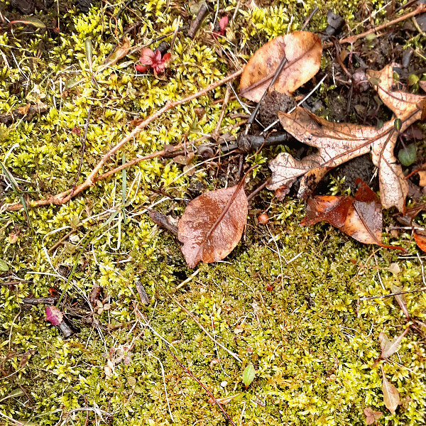 Nature Rainbow Scavenger Hunt