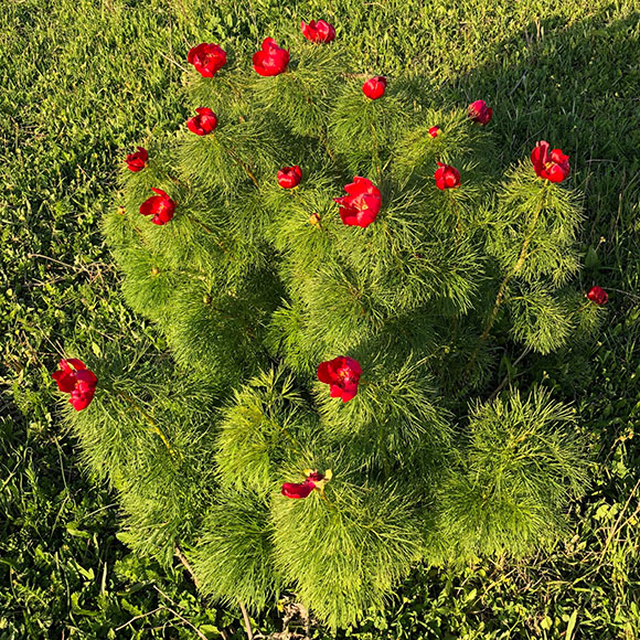 Paeonia tenuifolia