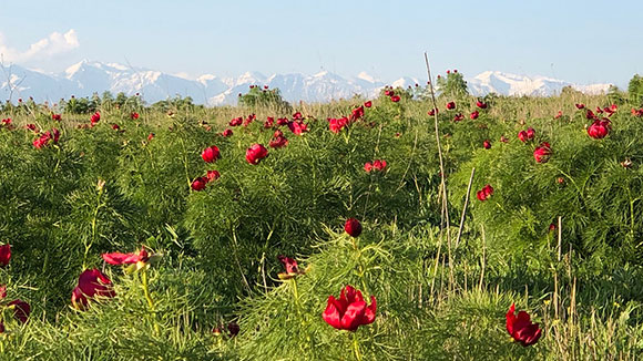 Paeonia tenuifolia in the remote and sparsely populated Vashlovani Reserve; the Caucases in the background.