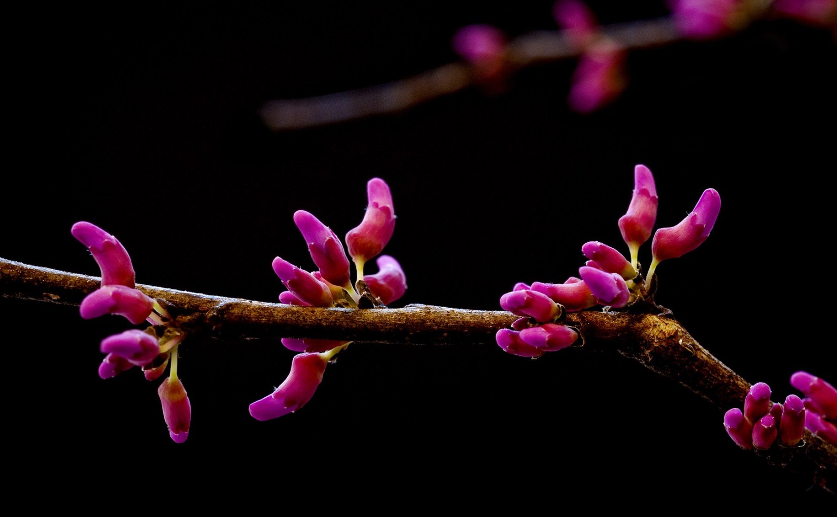 Redbud