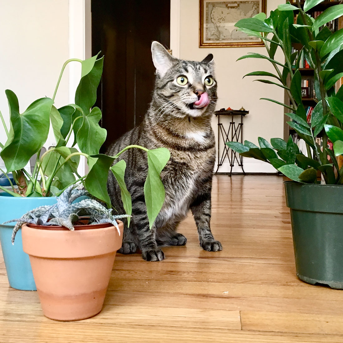 Rita, plant eating cat