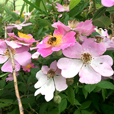 Rosa Setigera Flowers