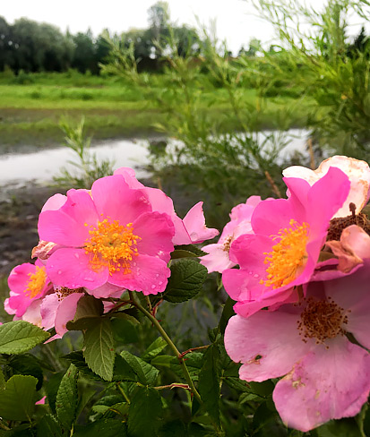 Rosa Setigera Flowers