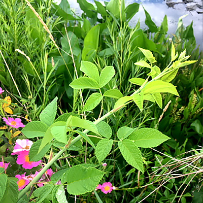 Rosa Setiger Leaflets