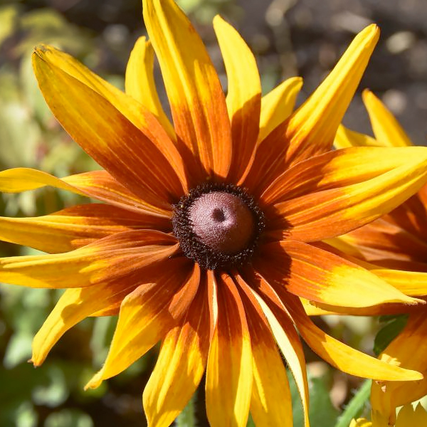 Cappuccino Gloriosa Daisy