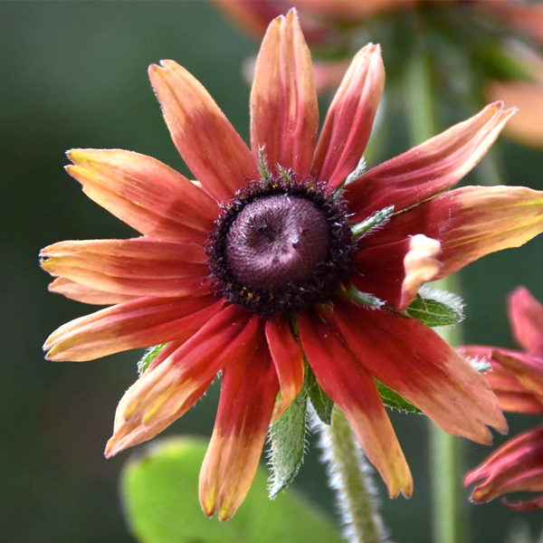 Cherry Brandy Black-Eyed Susan