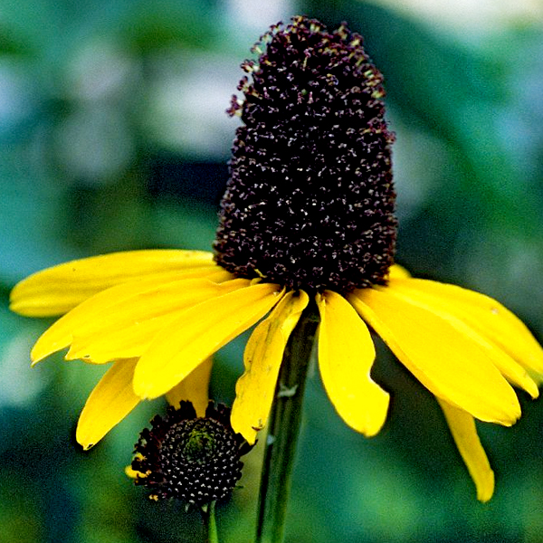 Great Coneflower 