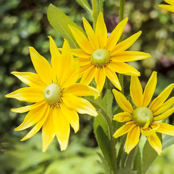 Prairie Sun Black-eyed Susan