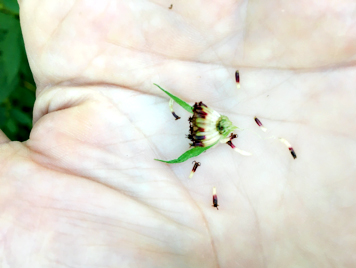 Rudbeckia Seeds